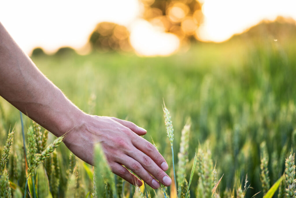 Hand in wheat field with sunset