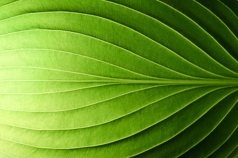 Green fresh leaf