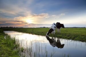 Cefetra Dairy BV (The Netherlands)