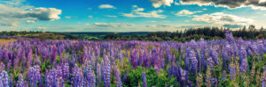A,Perfect,Sky,With,Clouds.,Over,Meadow,With,Lupine,Flowers. Lupine field