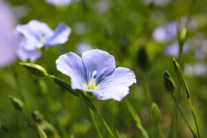 Premium Crops (United Kingdom)