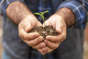 Fresh plant on soil in the hands of a farmer.