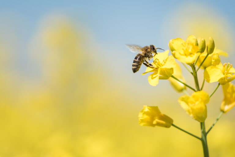 World Bee Day: bee facts