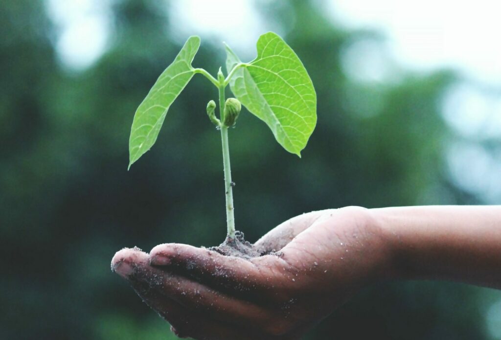 Hand holding a plant