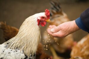 Man feeding a chicken