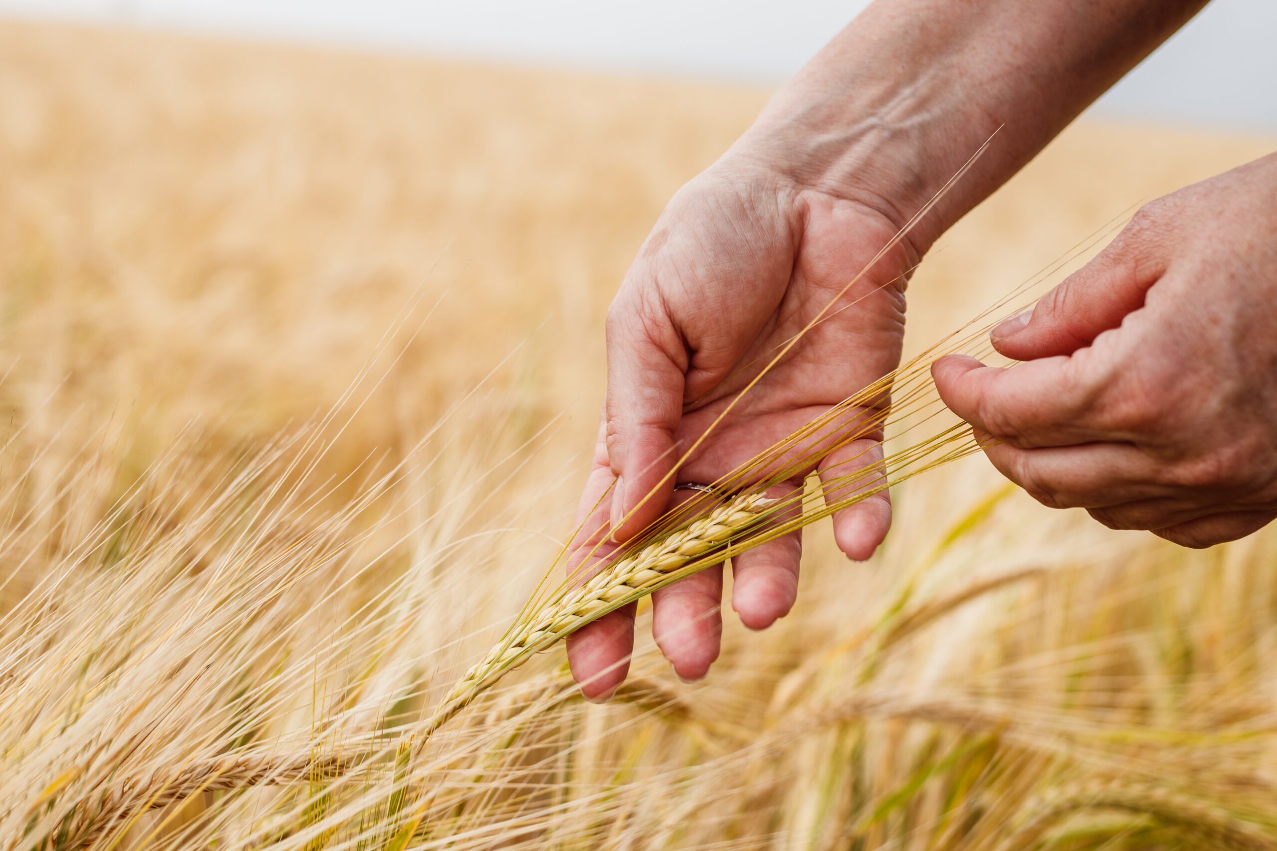 Anglo American and Cefetra reinforce their European fertiliser partnership