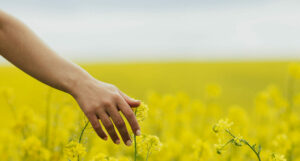 Woman in rapeseed field