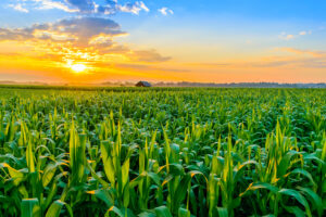 Grain field in sunset