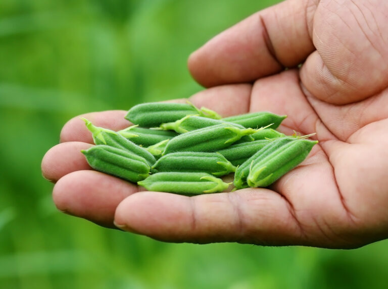 Food ingredients Food ingredients