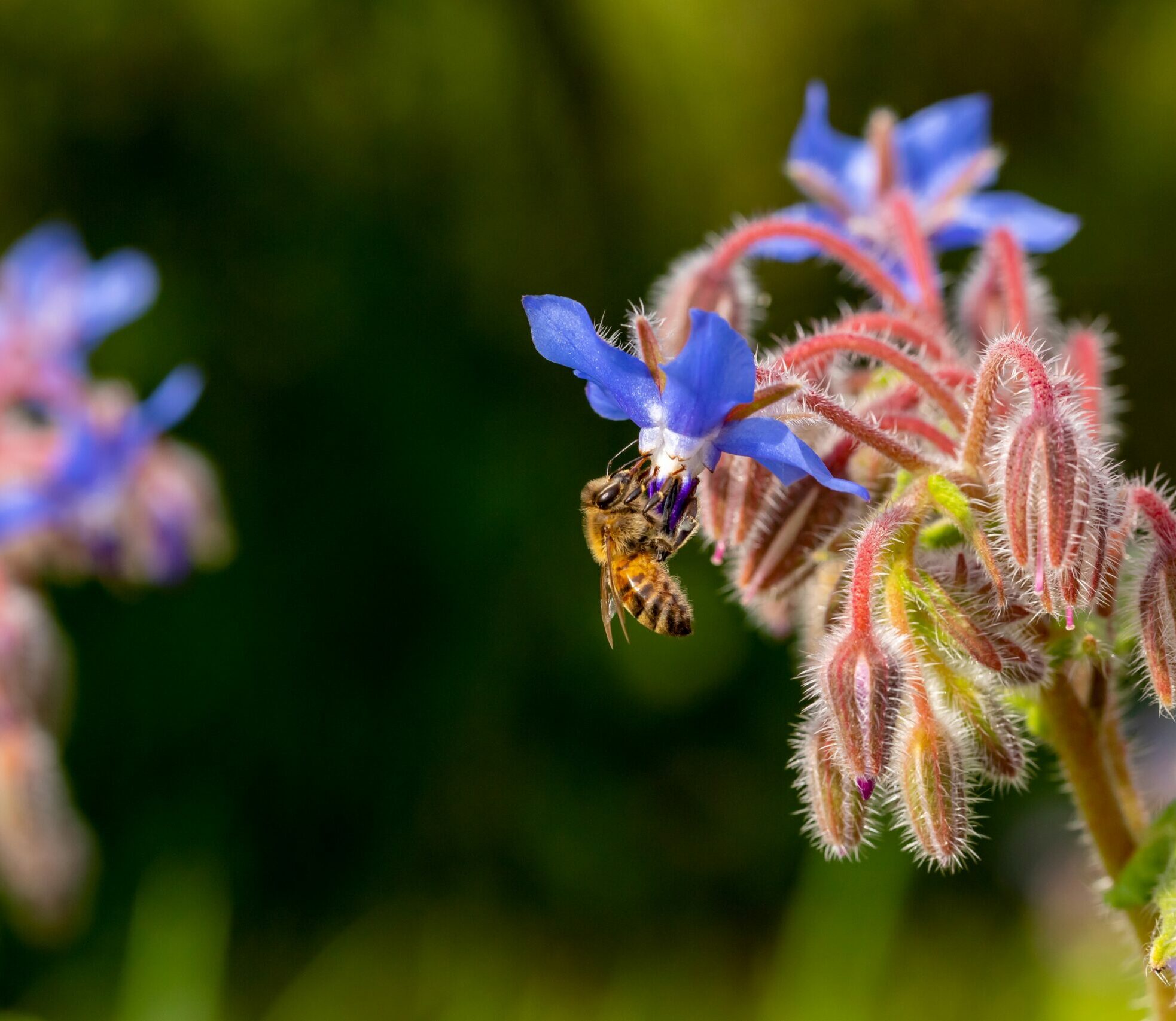 World Bee Day