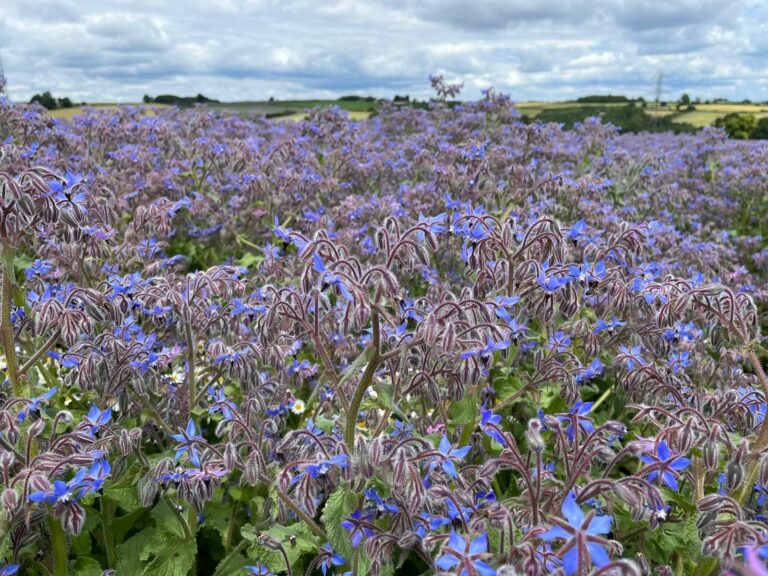 Borage collaboration