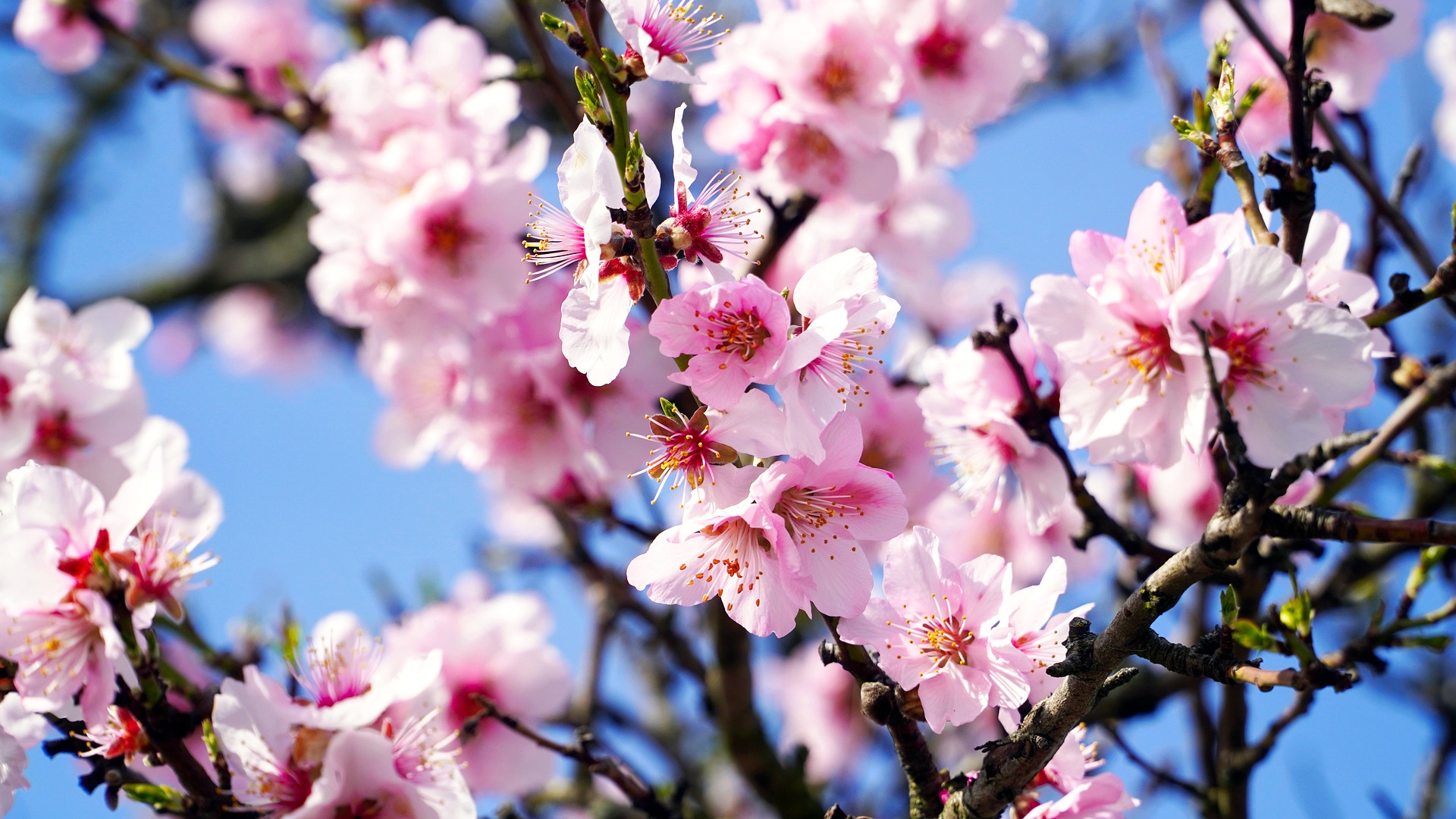 It’s National Almond Day