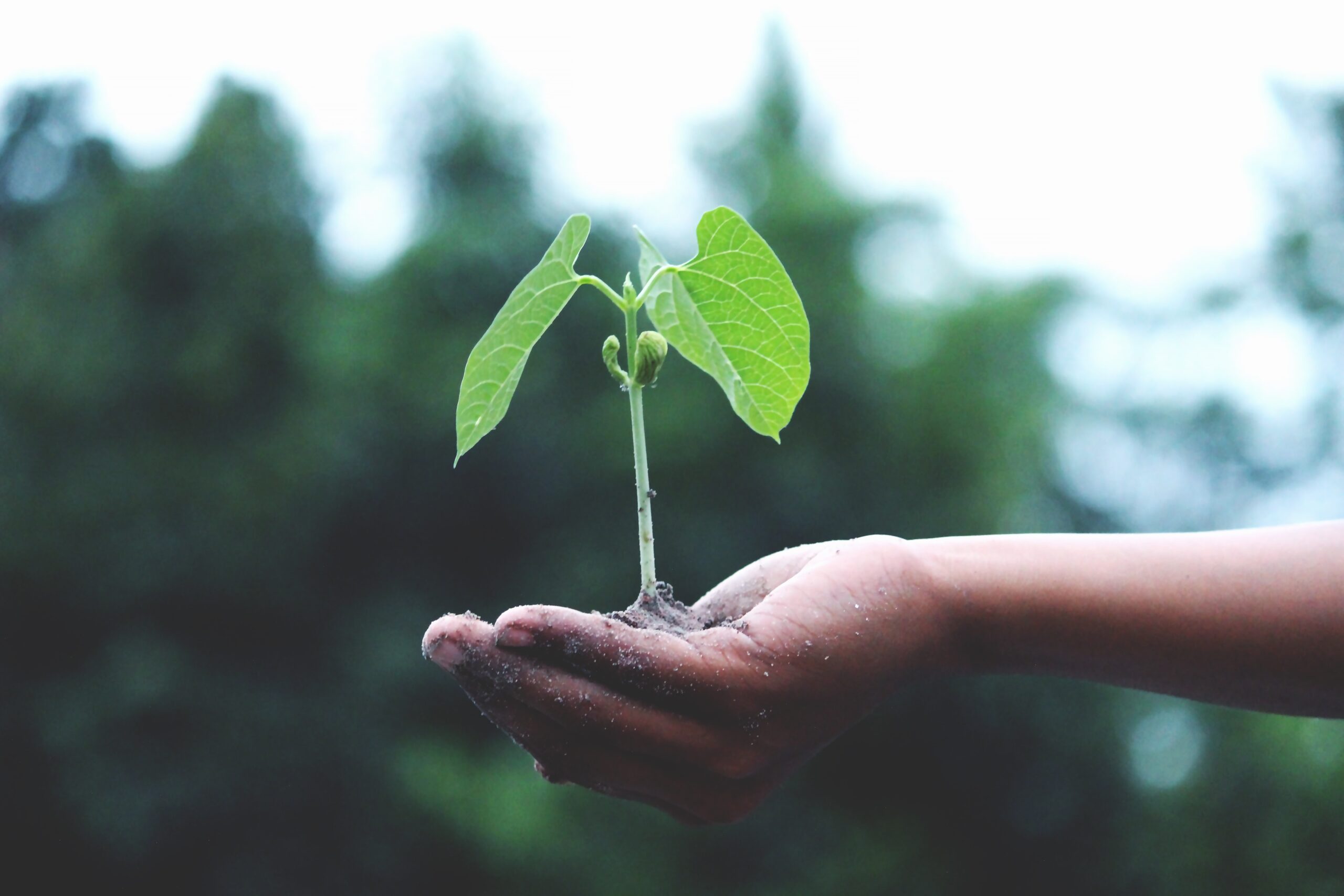 Meet the team Sustainability