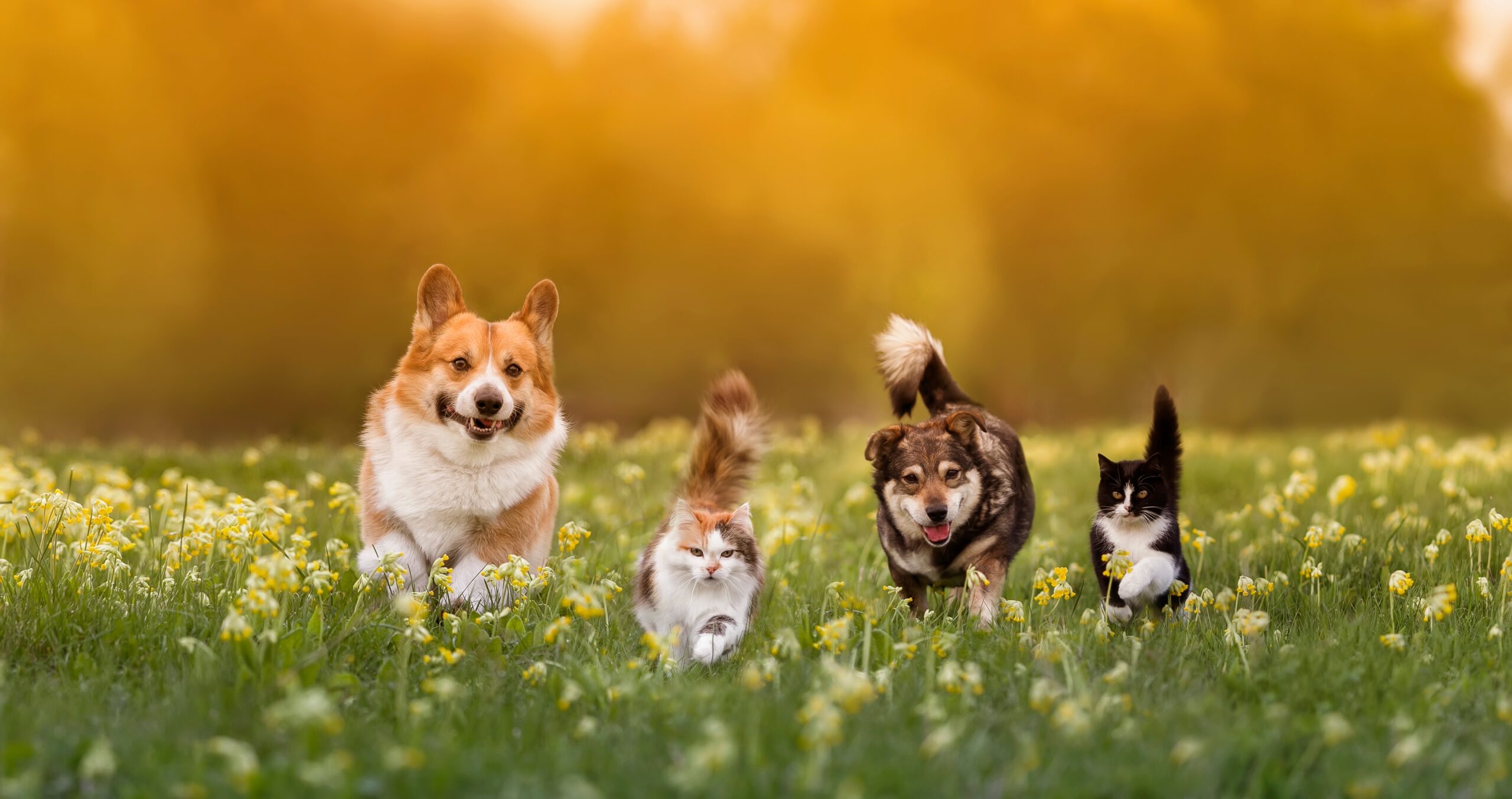 It’s Love Your Pet Day!