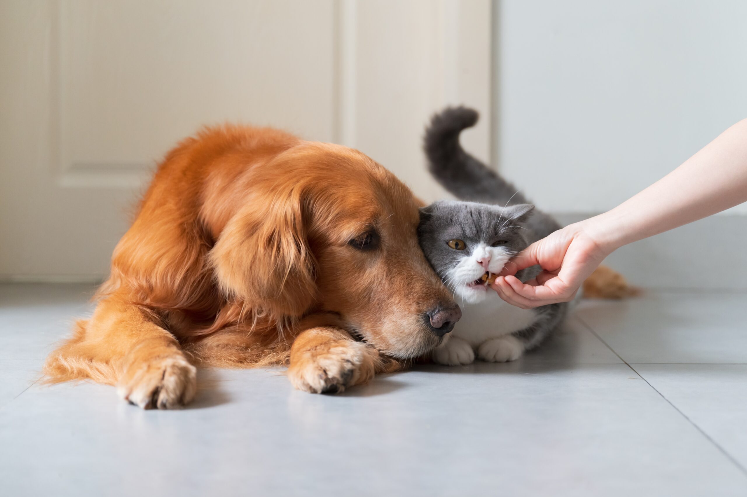 Meet Martijn van den Oever – Driving petfood innovation at Cefetra Group