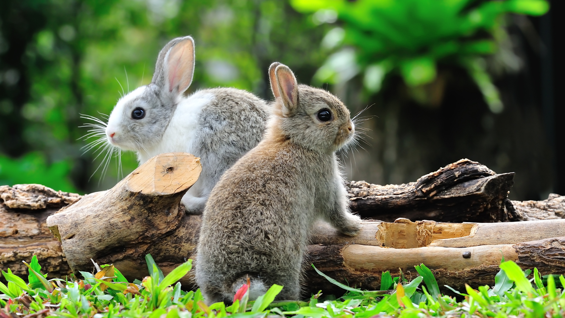 Rabbit Awareness Week