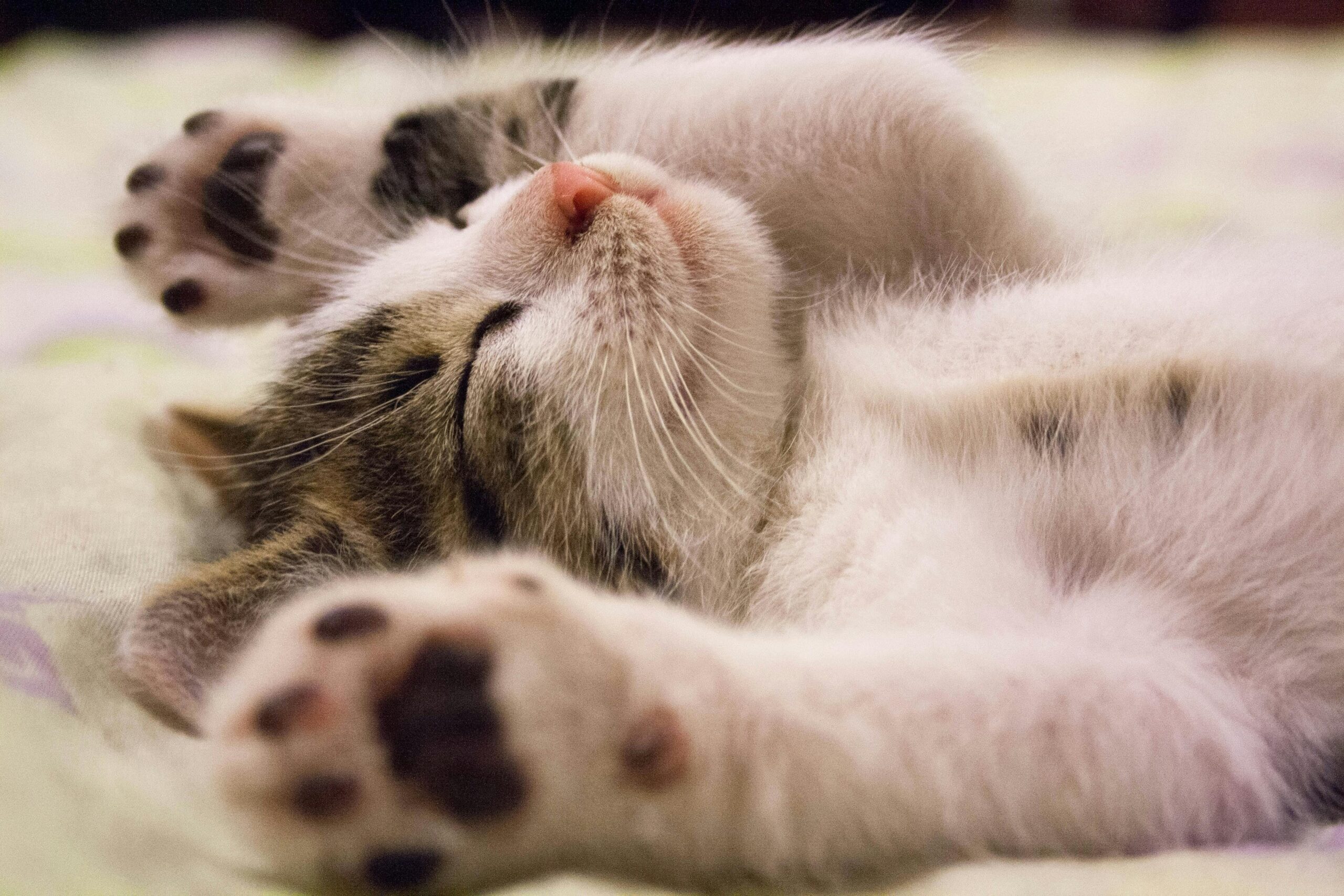 Happy International Cat Day!