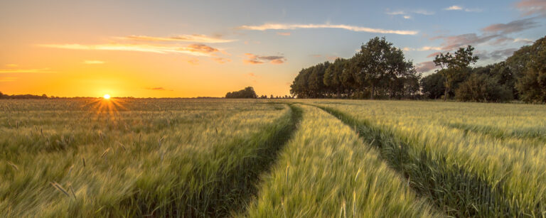 Tractor,Track,Through,Wheat,Field,At,Sunset,On,Dutch,Countryside