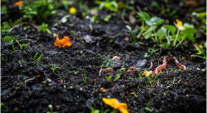 Soil with small plats and a few worms