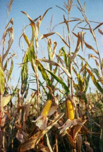 Ears of corn