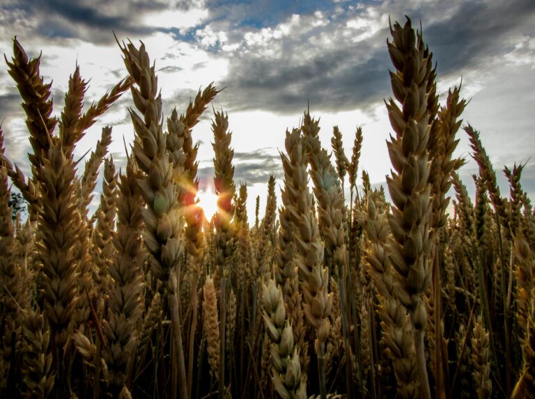 Ears of wheat