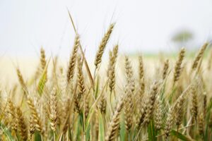 Ear of Barley