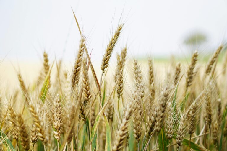 Ear of Barley