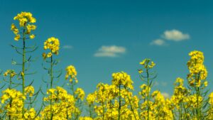 Yellow mustards with the blue sky in the back