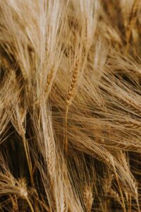 Ears of wheat