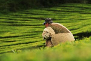 Old man with a cap caring a brown sack in a field of crops